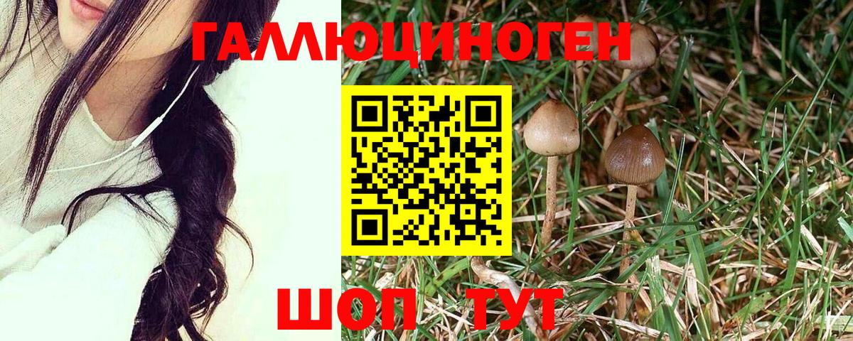 Псилоцибиновые грибы GOLDEN TEACHER Орск